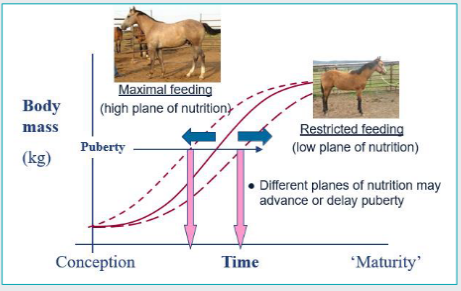 <p>The p<span style="color: purple;">lane of nutrition dictates the speed of growth</span>, which directly determines the <span style="color: purple;">age </span>at which an animal hits the <span style="color: purple;">required weight threshold</span> for puberty.</p><p></p><p><span data-name="chart_increasing" data-type="emoji">📈</span> Nutrition Plane Effects</p><ul><li><p><span><strong>Maximal Feeding (High Plane)</strong>: Accelerates growth rate, pushing the animal to hit the puberty mass threshold </span><span style="color: purple;">much earlier</span><span> in time (<strong>advances puberty</strong>).</span></p></li><li><p><span><strong>Restricted Feeding (Low Plane)</strong>: </span><span style="color: purple;">Delays growth rate</span><span>, taking the animal much longer to reach the necessary weight milestone (<strong>delays puberty</strong>).</span></p></li><li><p><span><strong>Constant Mass Threshold</strong>: Note that the horizontal "Puberty" weight line stays at the exact same level; </span><span style="color: purple;">only the time axis shifts based on food availability.</span></p></li></ul><p></p>