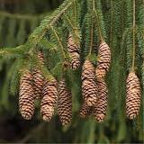 <p><span>Cones, 4-6" long, thin scales, tan to red-brown color, cylindrical, and hang downward from the branches.</span></p>