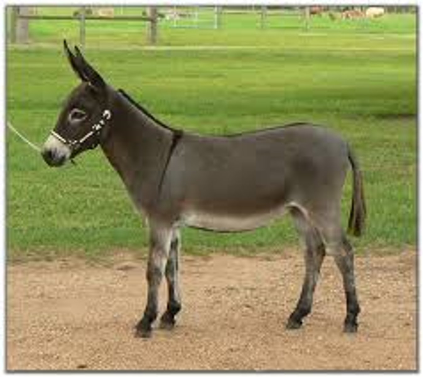 <p>(jenny) female donkey</p>