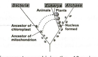 <p>The picture at right diagrams the incorporation of bacteria into eukaryotic cells by a process that is known today as the theory of:</p>
