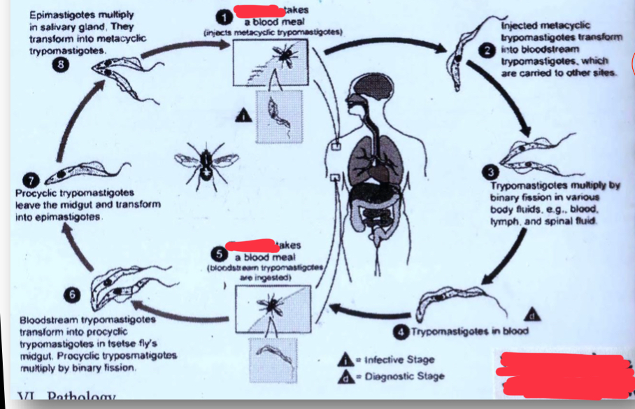 <p>Life cycle</p><p>.</p>