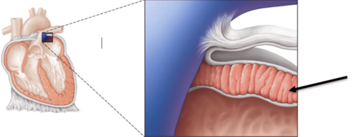 <p>thick middle muscle layer of the heart</p>