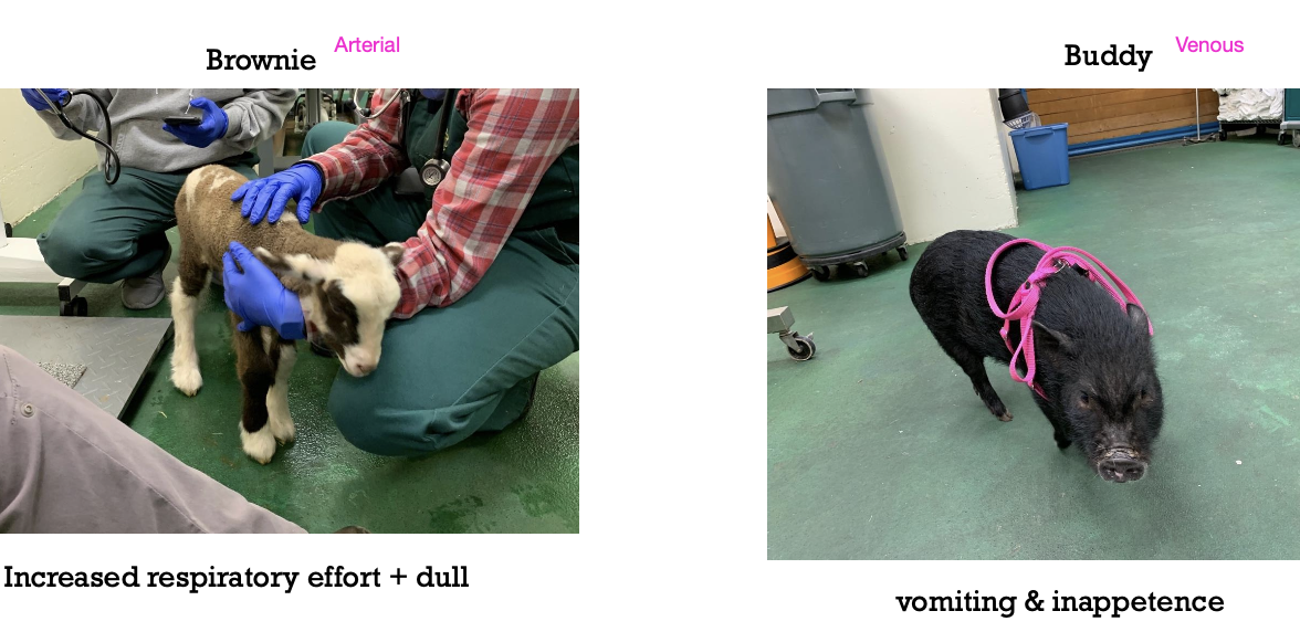 <p>venous: acid-base assessment, electrolytes, hydration and perfusion</p><p>arterial: neonates, respiratory dz, cardiac dz, compensation assessment</p>