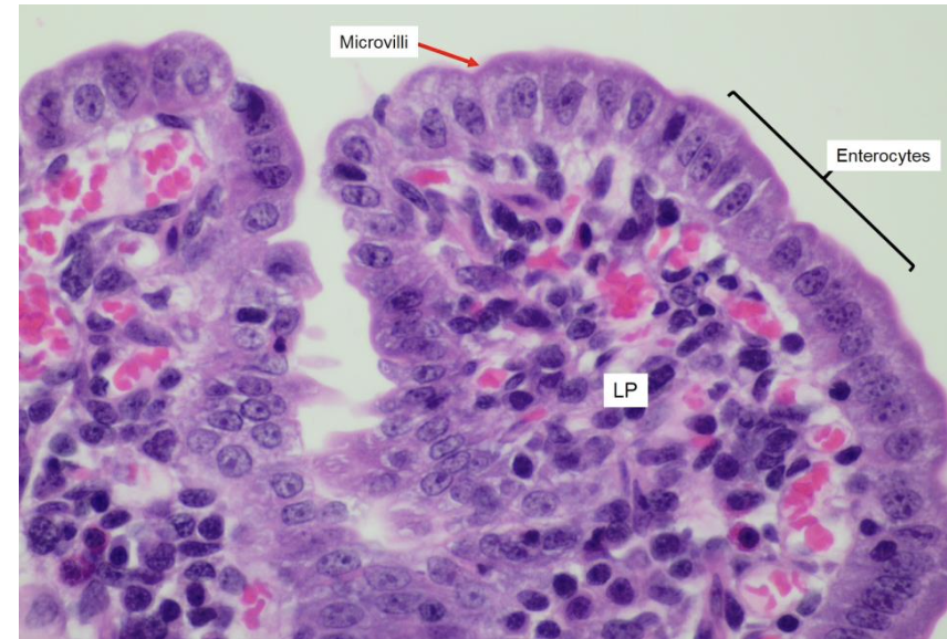   	 		 		 	 	 		

True or False

 Intestinal epithelial cells (IECs) of the mammalian small and large intestine are **regenerated continuously?**

\
 	 