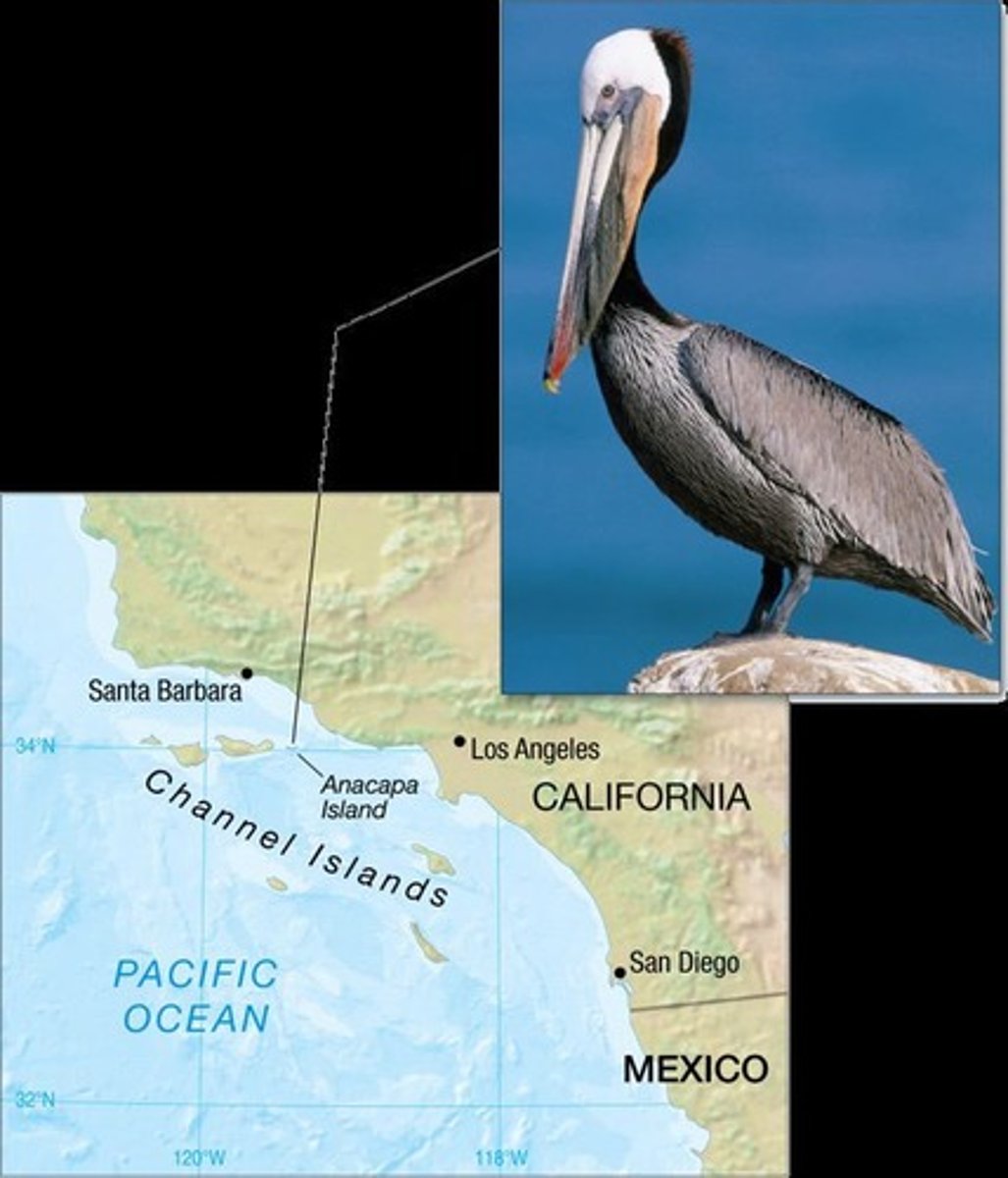 <p>A bird species that experienced population decline due to DDT.</p>