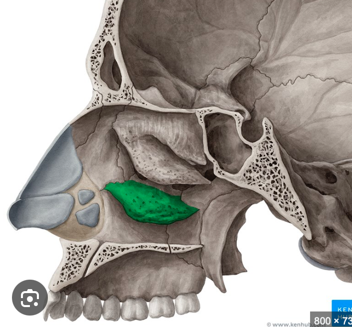 <p>no es parte del etmoide</p>