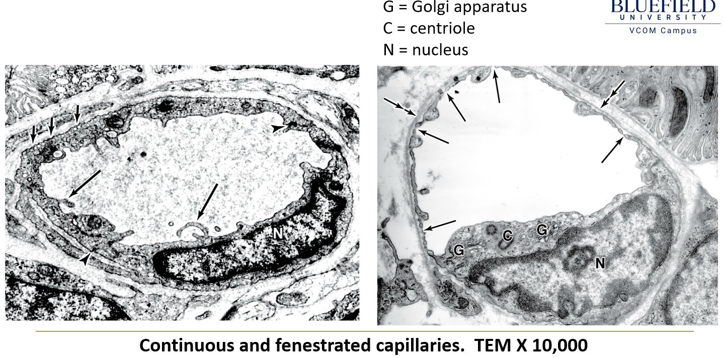 <p>What are the <strong>three types</strong> of <strong>capillaries?</strong></p>