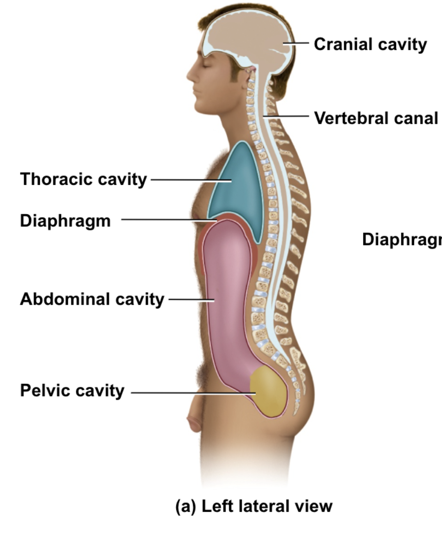 <p>thoracic, diaphragm, abdominal, pelvic, cranial, vertebral</p>