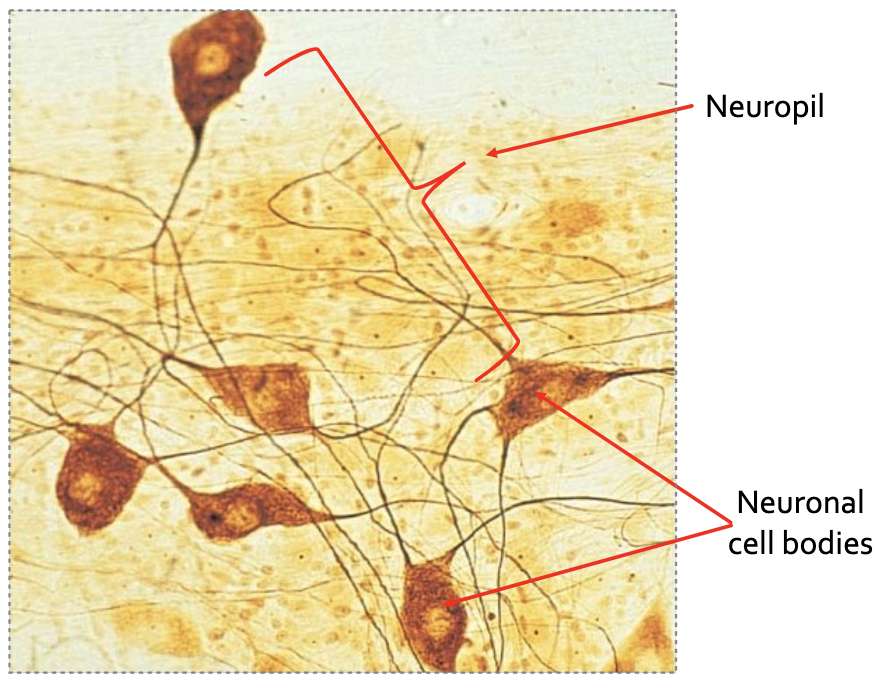 <p>Where is the neuropil located and what is it composed of?</p>