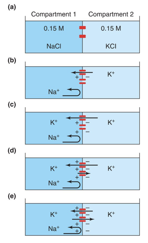 <p>a) No potential difference because (+) and (-) ions are equal and channels are closed.</p><p>b) If K+ channels open, K+ will diffuse from C2  C1</p><p>c) C1 will have an excess of (+) charges and C2, an excess of (-) charges.</p><p>d) Additional charge separation</p><p>e) The buildup of (+) charges in C1 and (-) charges in C2 produces an electrical potential that exactly offsets the [K+] gradient.</p><p>• The membrane potential at which the K+ flux due to the concentration difference becomes equal in magnitude but opposite in direction to the K+ flux due to charge separation is called the K+ equilibrium potential.</p><p></p><p>In this experimental setup...</p><p>• What happens if we increase [K+] in C2? → equilibrium potential will need to be greater</p><p>• What happens if we increase [Na+] in C1? → nothing would happen (Na independent, unless it affects electrical potential)</p>
