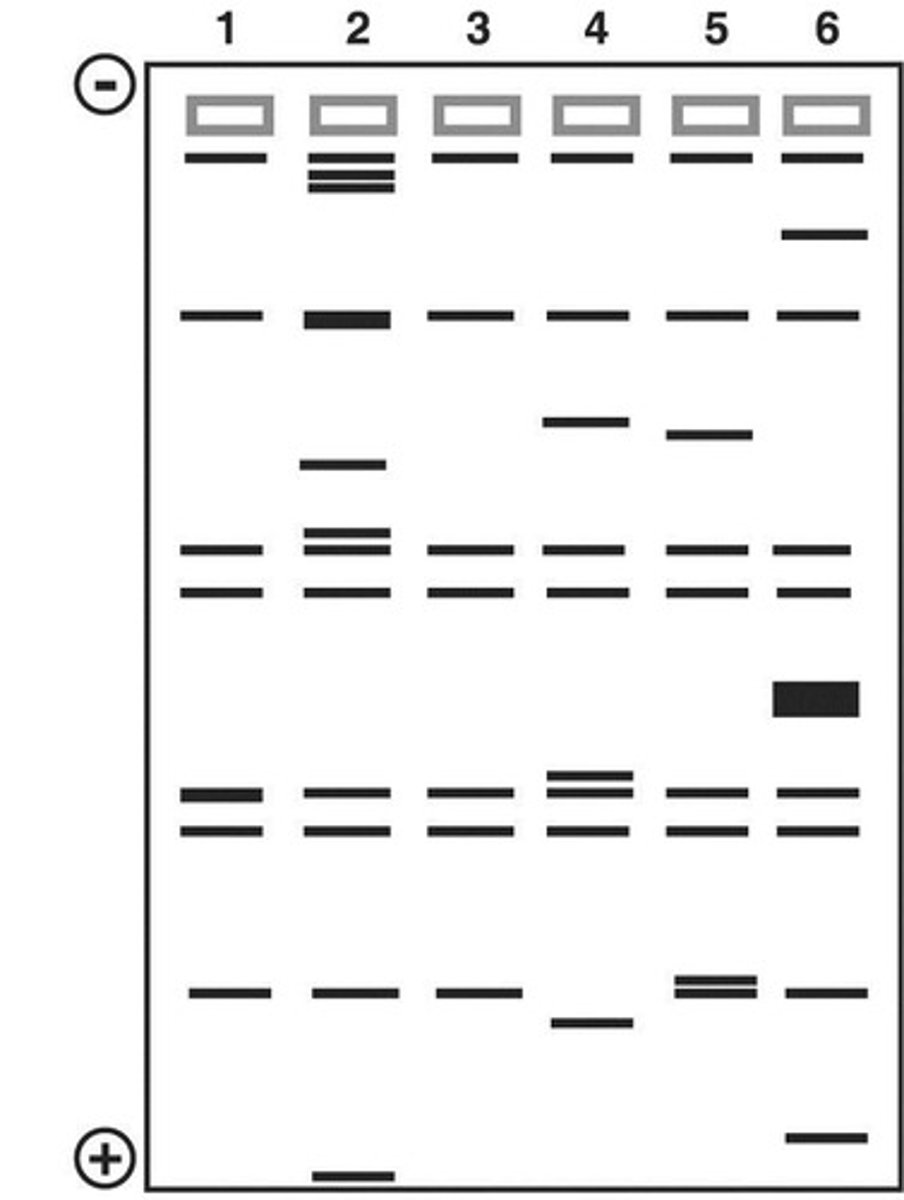<p>Unique to each individual (But NOT identical twins )</p>