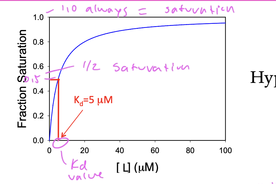 <p>shows what fraction of ligands are bound, so basically at what fraction of total saturation you are at based on the amount of ligand</p><p>saturation always =1.0</p><p>Kd is the value when: you go to half of the total/peak saturation and divide that value by two. Find that value on the y-axis on the function then go straight down and see at what conc of ligand on the x-axis you have</p>