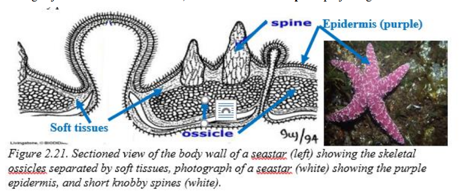 <p>calcified plates that lie beneath the epidermal layer of echinoderms</p>