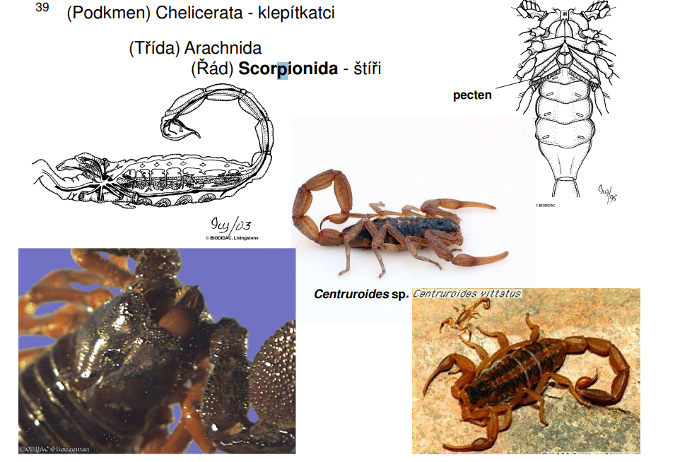 <p>Centruroides vittatus</p><p>štír kýlnatý <span>Euscorpius tergestinus</span></p>