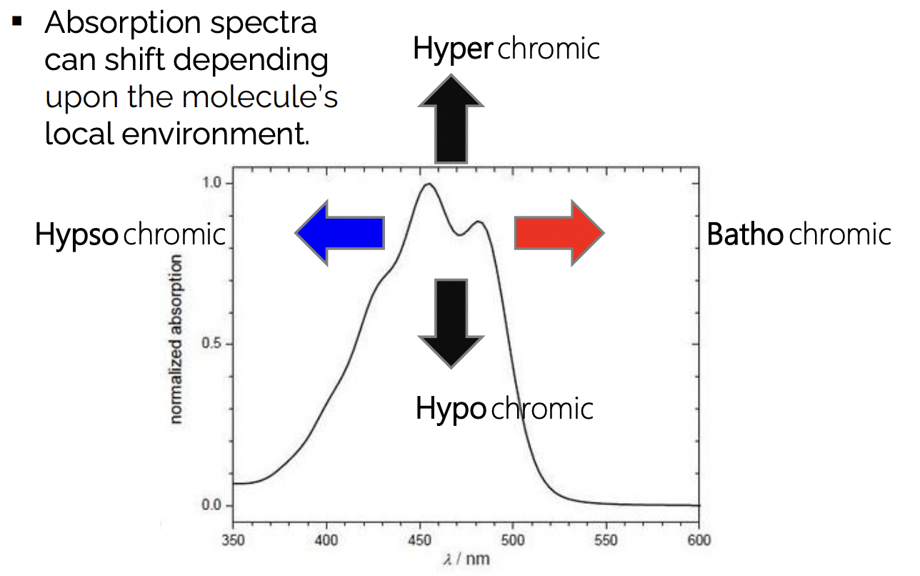 <p>hyperchromic = higher absorption </p><p>hypochromic = lower absorption </p><p>bathochromic = higher wavelength of absorption = ‘red-shift’ </p><p>hypsochromic = lower wavelength of absorption = ‘blue-shift’ </p>