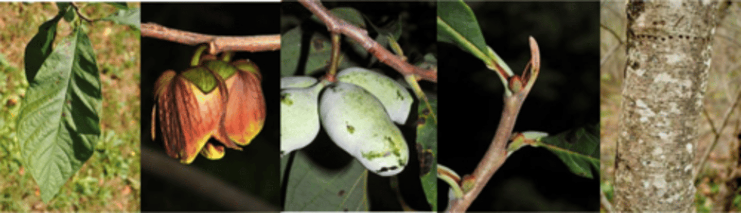 <p>Leaves: alternate, simple, obovate up to 12" w/ entire margins, have a distinctive odor when crushed (green bell pepper). </p><p>Twigs: Twig olive-brown, slender, smooth when young. </p><p>Buds: Terminal dark brown and soft like worm-on-a-string, feather-like (narrow paint brush); flower buds are rounded. </p><p>Fruit: Very distinctive/edible, green, mango/banana shaped, aromatic, preferred food source for several bird species as well as raccoon, opossum, squirrels. </p><p>Form/Silvics: Large shrub to small tree up to 30', slender, smooth trunk, broad crown, grows in colonies. Occurs in dense shade on moist lower slopes, ravines, valleys, along streams and at base of wooded bluffs.</p>