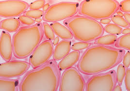 <p>a loose connective tissue that consists of fat cells with little extracellular matrix</p>