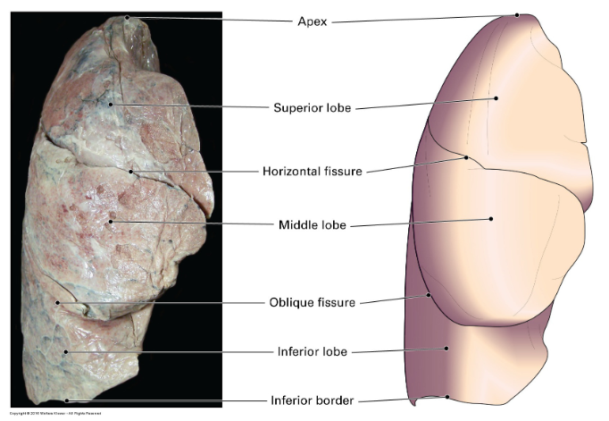 <ul><li><p>The <strong>superior</strong> lobe is mainly in contact with the&nbsp;<strong>anterior&nbsp;</strong>thoracic wall and projects into the&nbsp;<strong>root of the neck</strong></p></li><li><p>The <strong>middle</strong> lobe is mainly in contact with the&nbsp;<strong>anterior and lateral&nbsp;</strong>thoracic wall&nbsp;</p></li><li><p>The <strong>inferior</strong> lobe is mainly in contact with the&nbsp;<strong>posterior and inferior&nbsp;</strong>thoracic wall&nbsp;</p></li></ul>