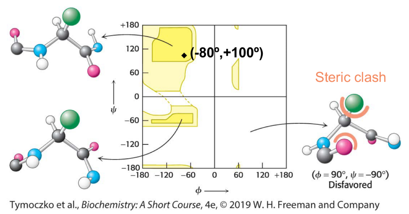 <p>Fill in the blank: a ________ is a diagram of the Φ and Ψ values of possible conformations. Three-quarters of the possible Φ and Ψ combinations are excluded simply by local steric clashes (the fact that two atoms cannot be in the same place at the same time).</p>