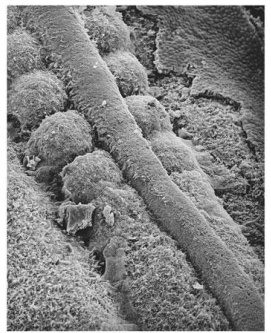 <ul><li><p>pairs of somites form on either side of the neural tube</p></li></ul>