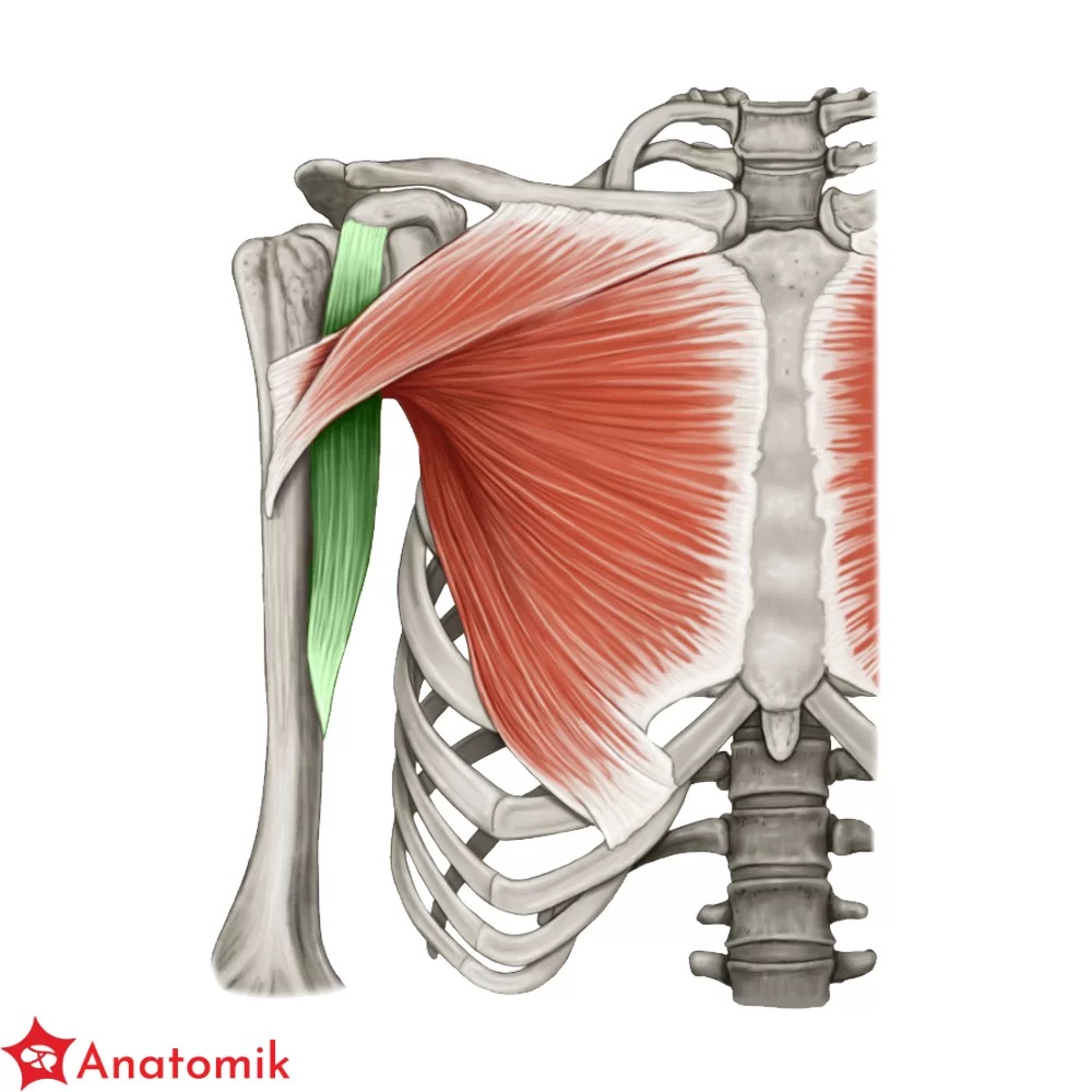 <p>m kruczoramienny m coracobrachialis </p>