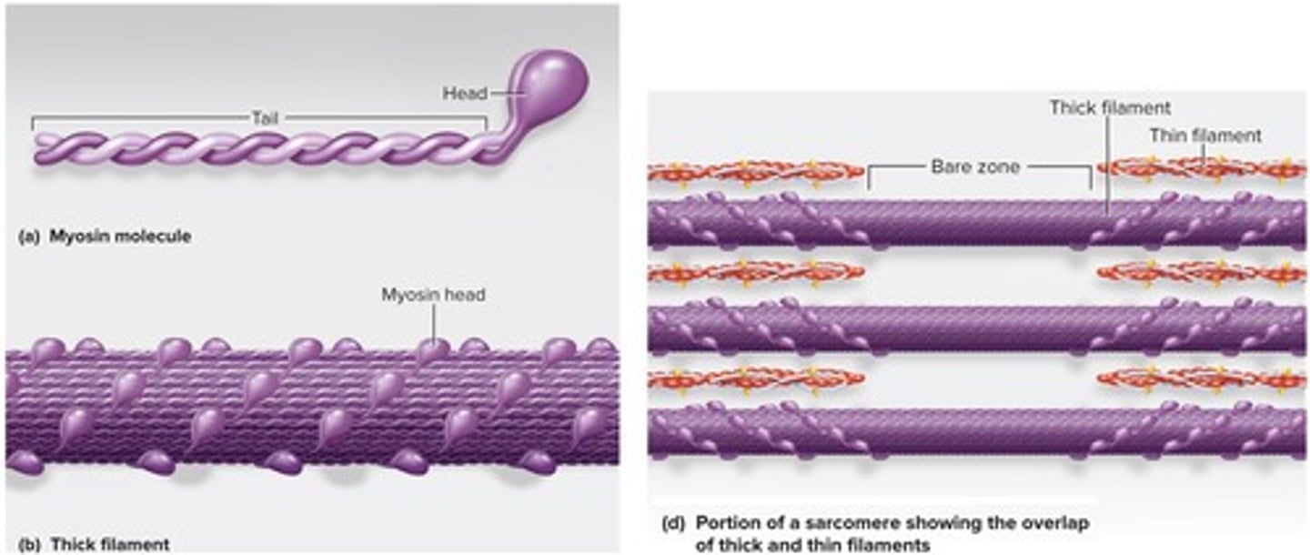 <p>Several hundred myosin molecules, each shaped like a golf club.</p>