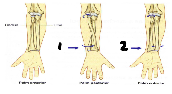 <p>What is 1 pointing to?</p>