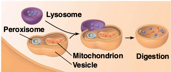 <p>Organelles that detox &amp; break down fatty acids</p>