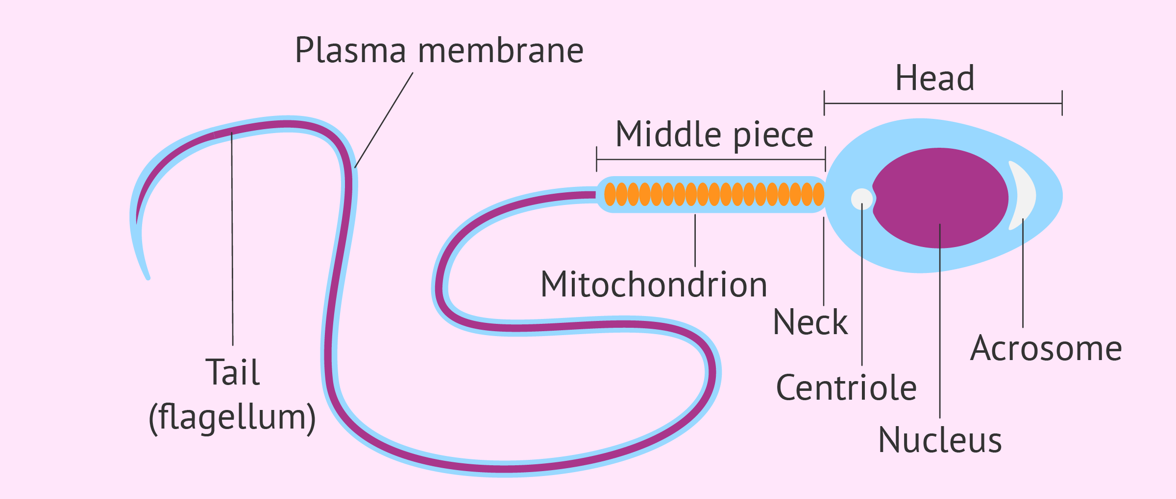 <ol><li><p>Head→has an enzyme cap called acrosome used to penetrate the egg and contains a nucleus with DNA(haploid-23 chromosomes)</p></li><li><p>middle piece→contains large numbers of mitochondria to provide ATP for flagellum</p></li><li><p>tail(flagellum)-used to propel sperm through the female reproductive tract</p></li></ol>