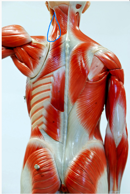 <p>What is the Actiom of the msucle circled&nbsp;</p>