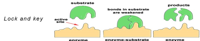 <p>when a specific substrate reacts with an enzyme that can be connected to perfectly</p>