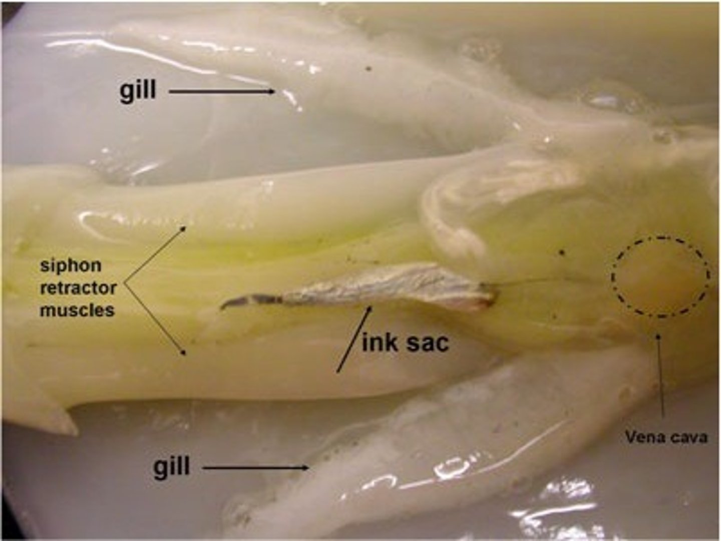 <p>The squid releases ink from this gland in times of danger, which is then pushed through the siphon. The ink is a black mucous like substance meant to confuse predators/prey.</p>