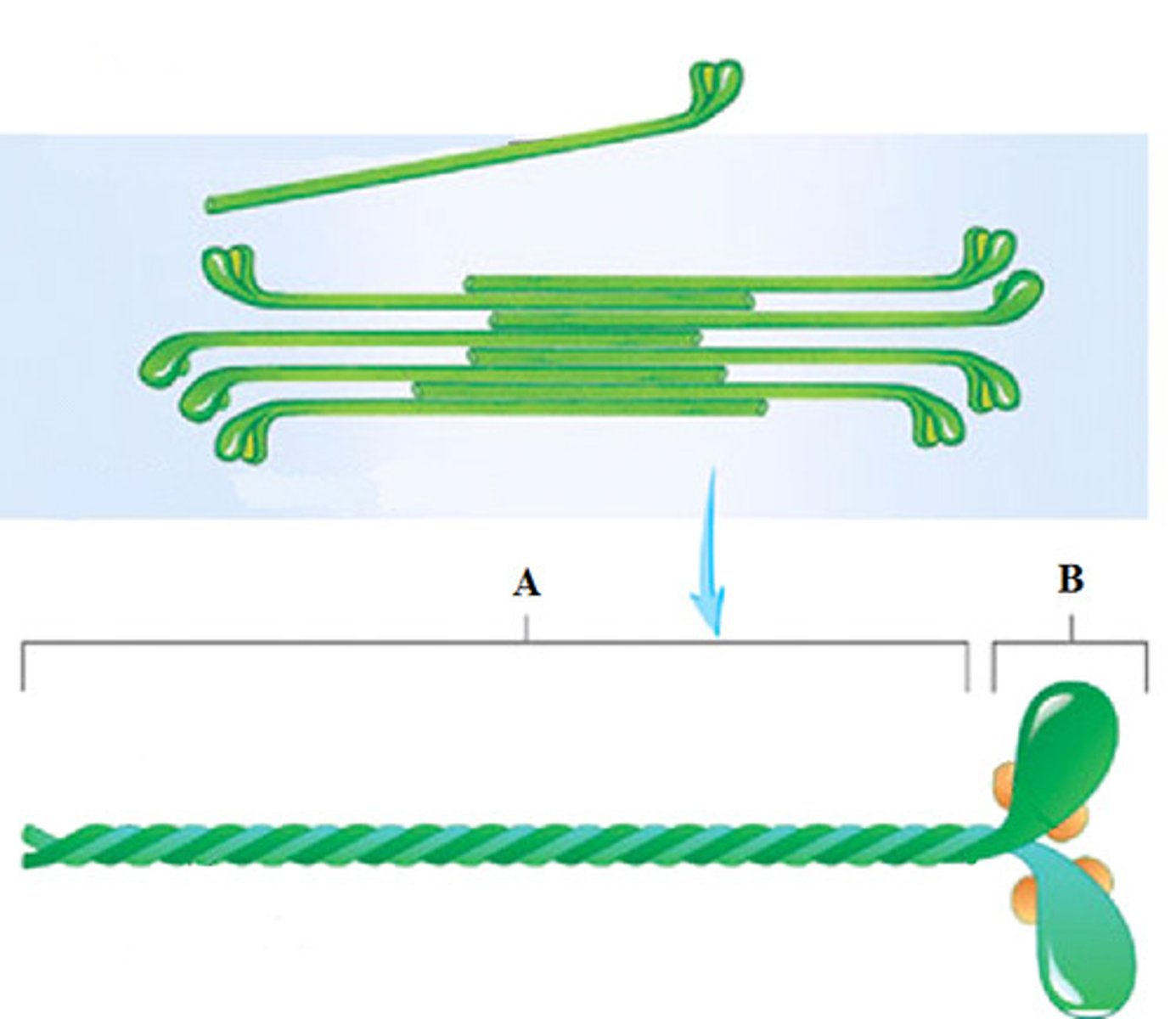 <p>name the parts of myosin</p>