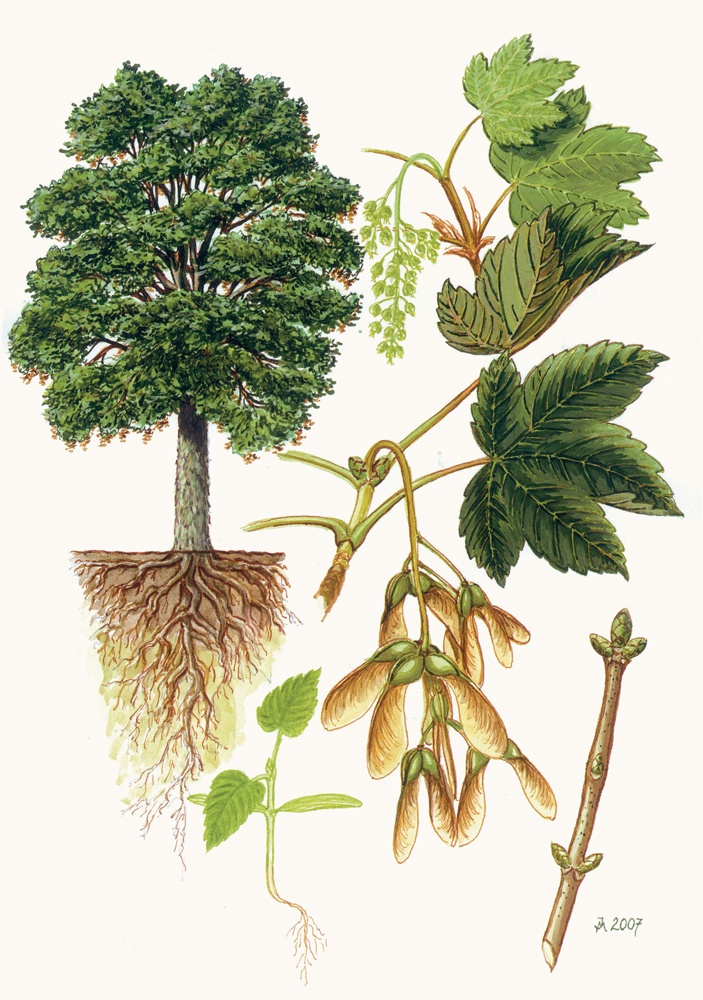 term image