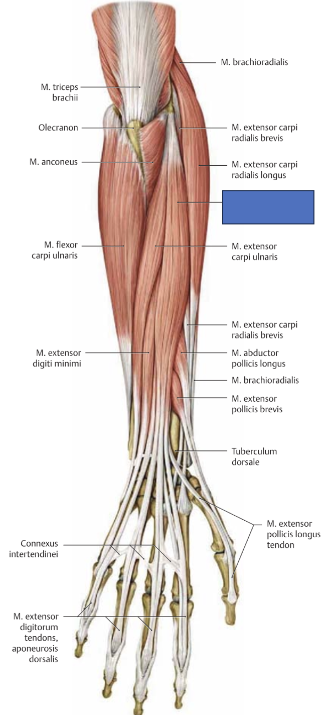 <p>m. extensor digitorum → sirutab sõrmi ja rannet</p>