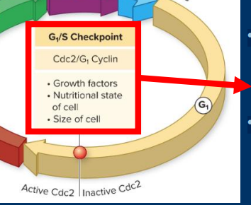 <p><strong>G1 /S Checkpoint</strong></p><p>• Growth factors from other cells</p><p>• Nutritional state of the cell</p><p><u>G1 /S Checkpoint</u></p><p>• Commitment step to going through the cell cycle</p><p>• Influenced by growth factors from other cells</p><p>• Occurs just prior to DNA synthesis (and later cytokinesis)</p><p>• Assesses the availability of energy and raw materials</p>
