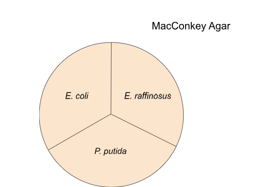 <p>E. Coli will grow/not grow and be what color?</p>