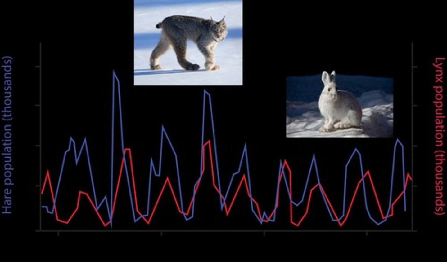 <p>Динаміка Хаосу</p>