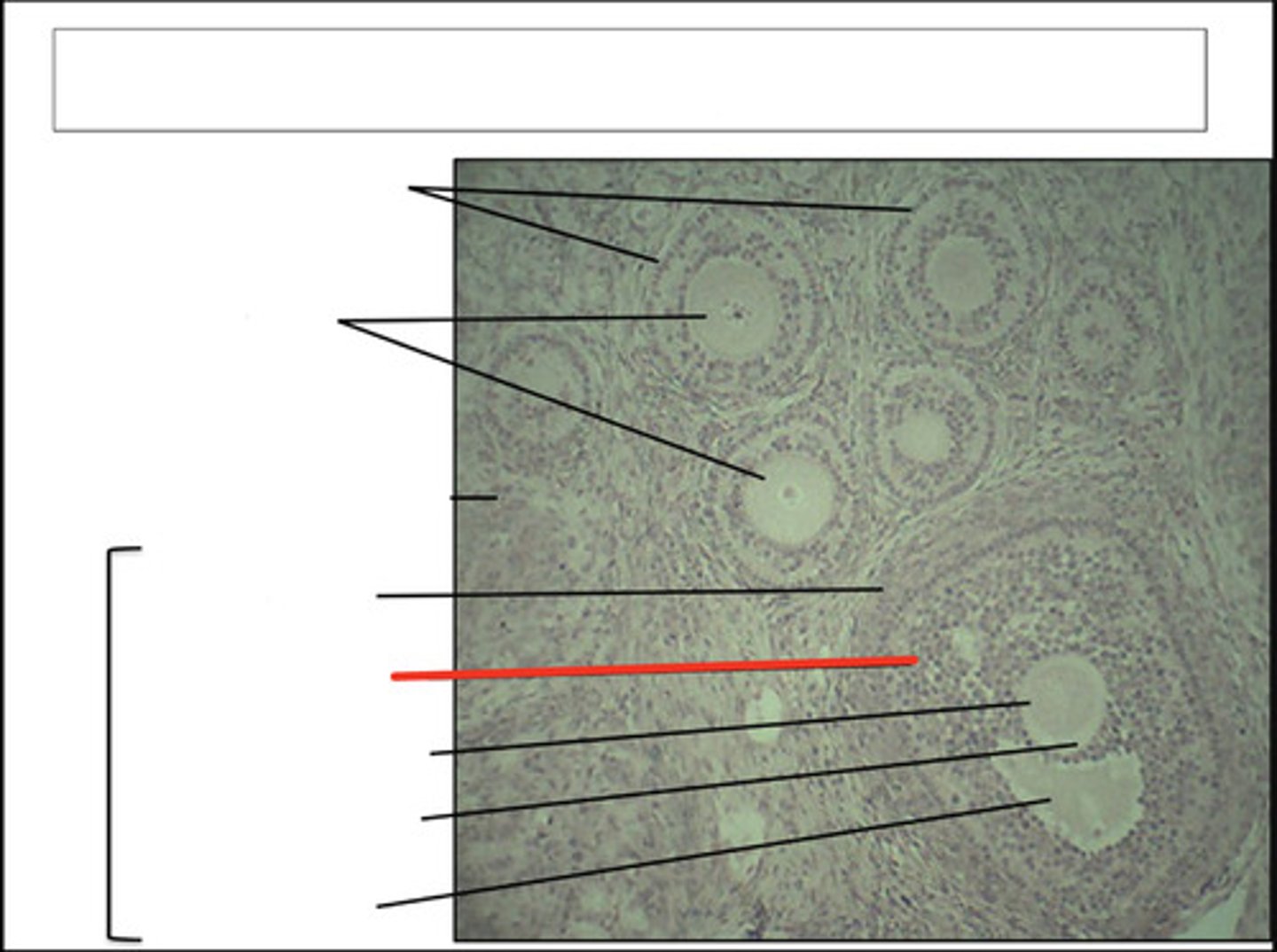 <p>identify this cell type and organ</p>
