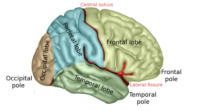 <p>The central sulcus is the dominant boundary between frontal and pariatal lobe </p><p></p><p>Lateral fissure aka perisylvian sulcus. </p><p>Frontal lobe is for decision making, complex motor skills and central executive. The occipital lobe has no clear outside sulcus  The brain evolved back to front , inside out. Temporal lobe = auditory system, semantics knowledge Pariatel = reading and sensory skills</p>