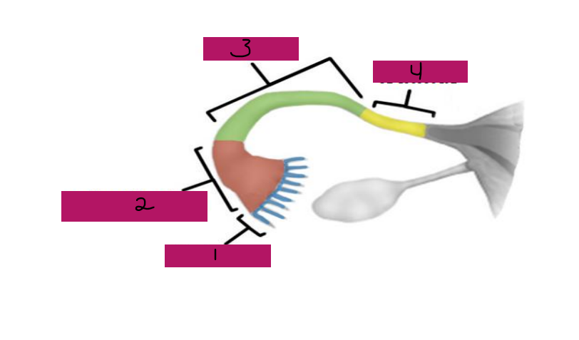 <p>#1</p><p>-Feather-like projections off of the most distal aspect of the fallopian tubes</p><p>-Pick up egg once it has been released, no direct contact with the ovary </p>