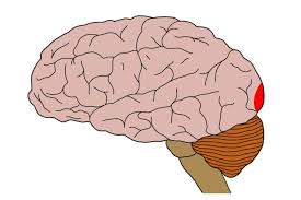 <p>Occipital lobe, right visual field to left lobe, left visual field to right lobe</p>