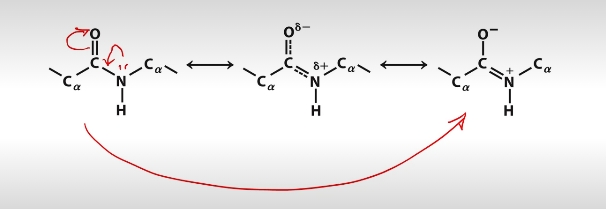 <p>What kind of bonds do peptide bonds behave like?</p>