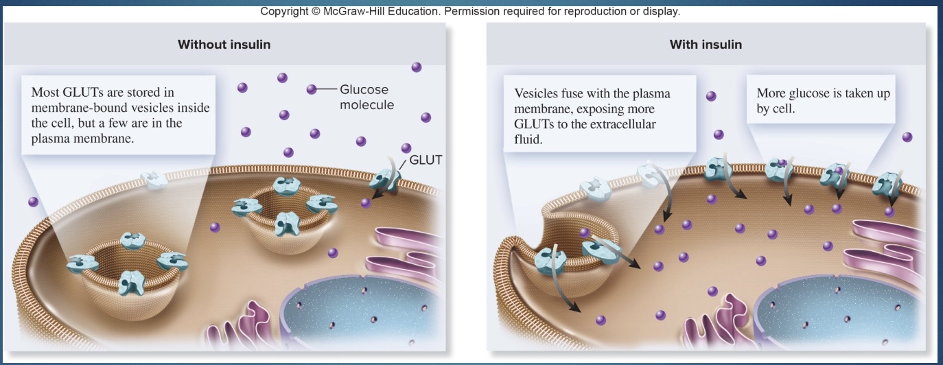 <p>-Glut-4 stimulated to translocate by:</p><p>1) insulin (can’t go in cell so receptor on surface)</p><p>2) exercise (but dif pathways than insulin; imp for type II diabetes)</p><p>-With out insulin AND no exercise/at rest, glut-4 stays in the cell</p><p>*endurance exercise up regulates genes that make glut-4 transporters, so more glut-4 in cells and can more easily regulated blood sugar</p>