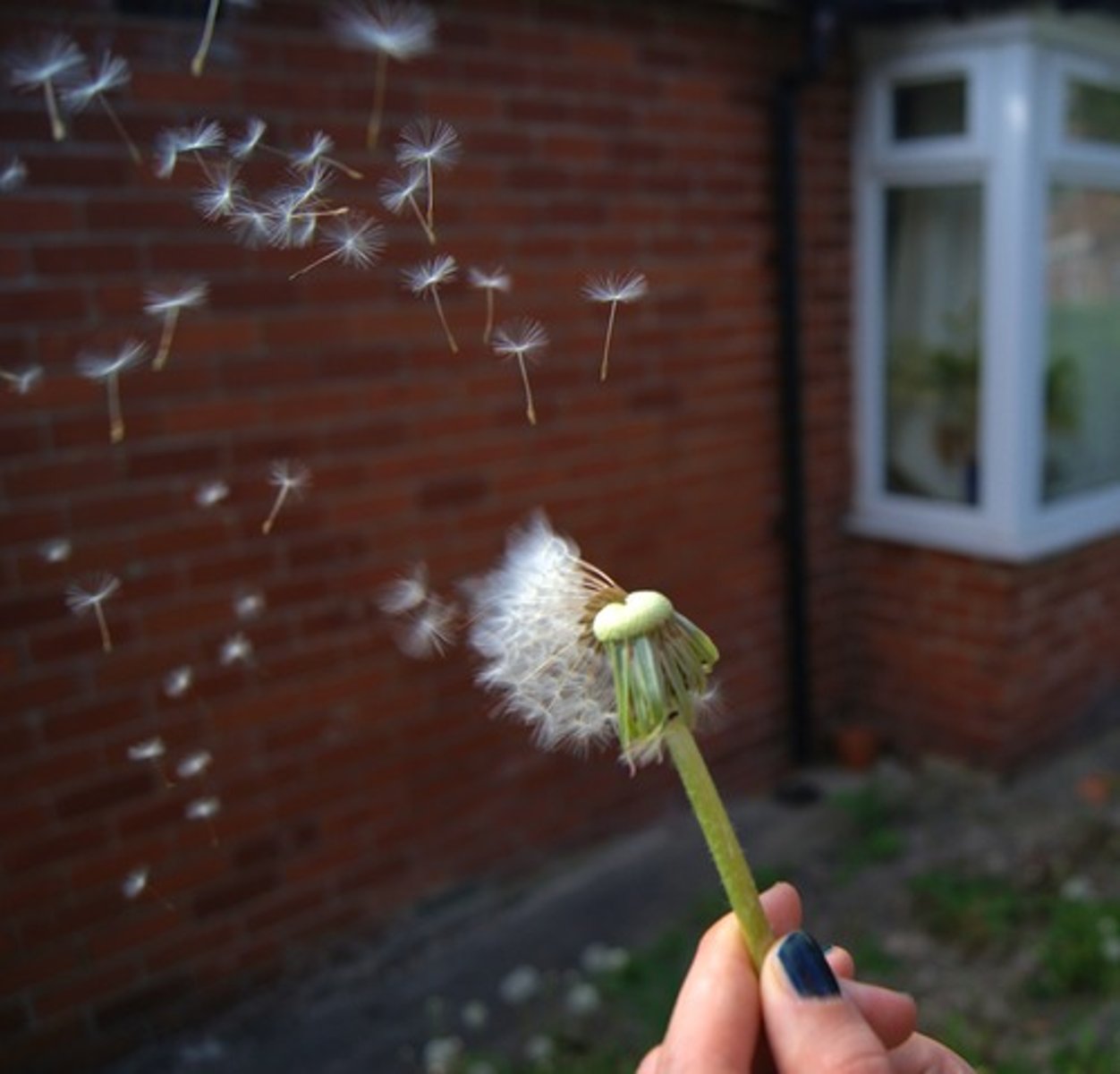 <p>(v.) to scatter or spread widely</p>