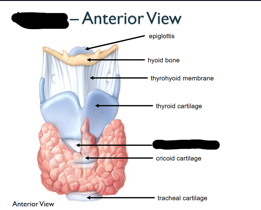 <p>What structure is this within the Larynx?&nbsp;</p>