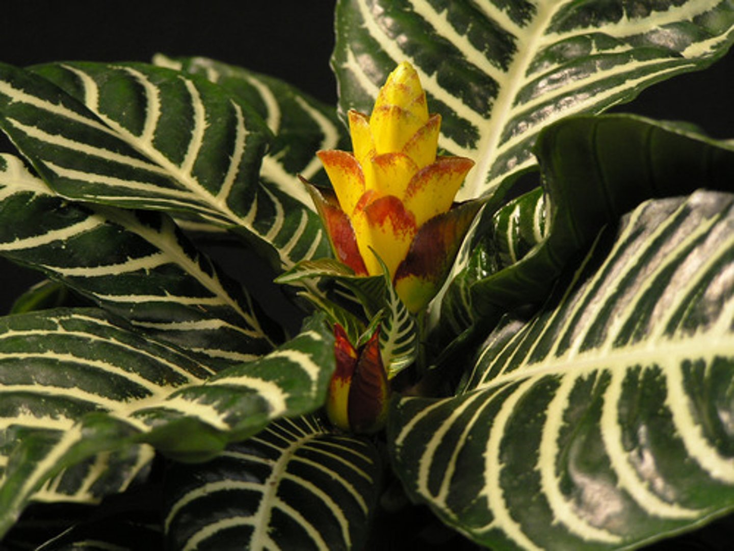 <p>Leaves are ovate to elliptic in shape</p><p>Dark green leaves with zebra-like white veins</p><p>Spikes of yellow-bracted flowers are long-lasting</p><p>Typically pruned to 12-18" tall.</p>