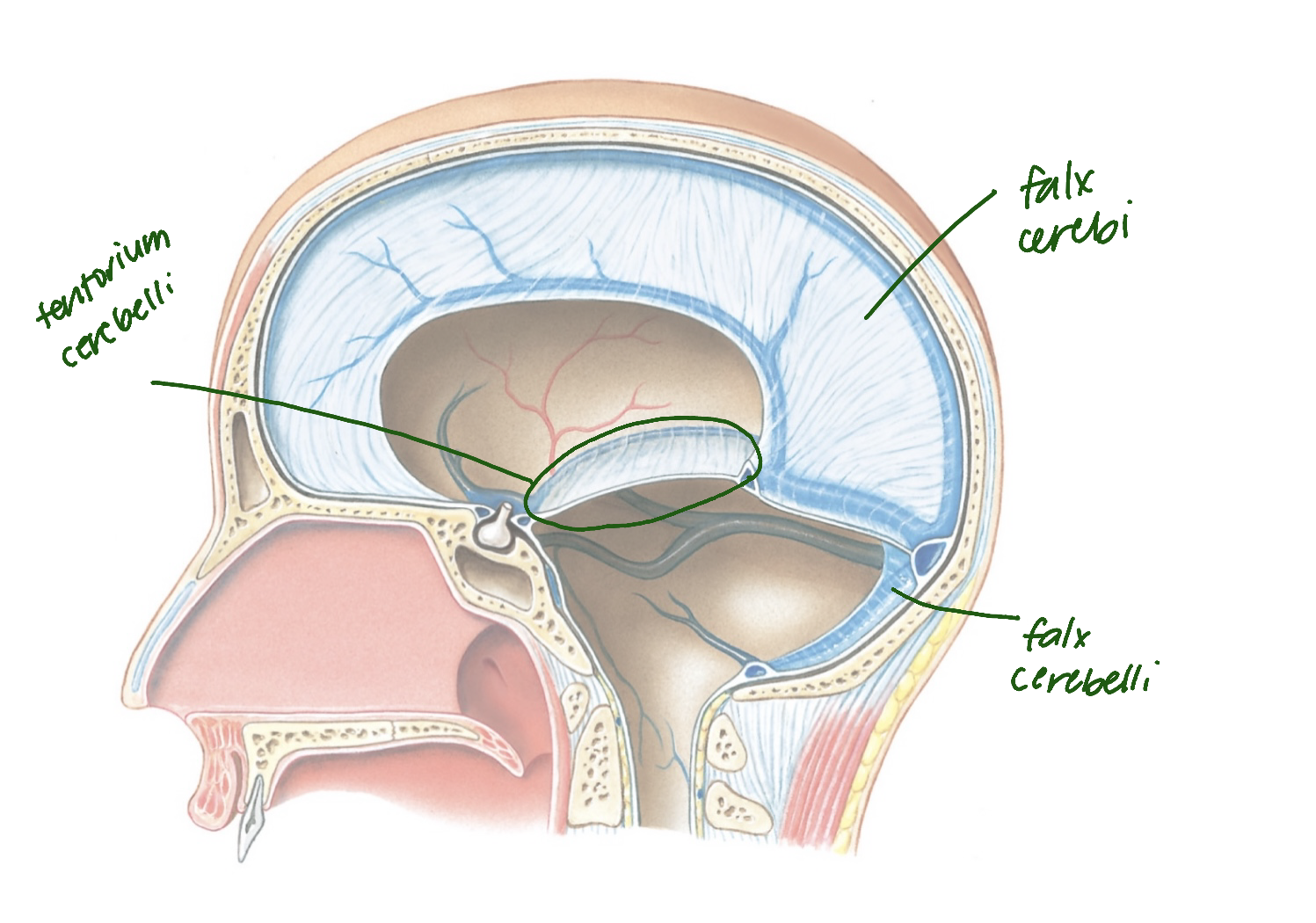 <ul><li><p>falx cerebri: separate 2 hemispheres</p><ul><li><p>tentorium cerebelli: separates cerebrum/cerebellum</p></li></ul></li><li><p>falx cerebelli: hemispheres of cerebellum</p></li></ul><p></p>