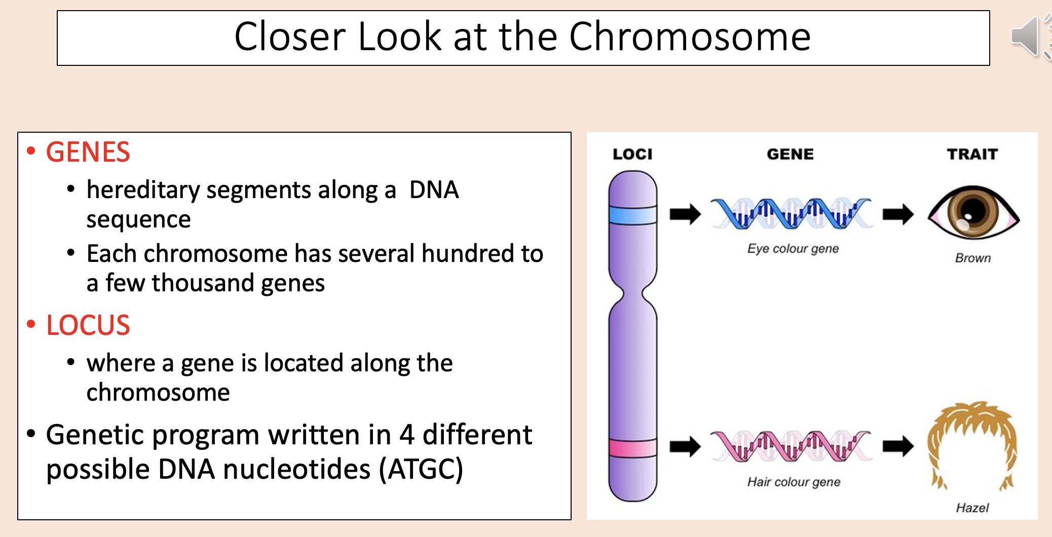 <p><span><span>Where a gene is located along the chromosome. </span></span></p>