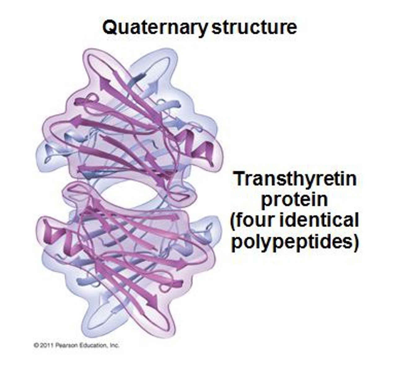 <p>--Multiple distinct polypeptides (subunits) interactingwith one another to form one functional protein<br>--Not all proteins have quaternary structure<br>(Joined by non-covalent interactions like hydrogen bonds, ionic bonds, hydrophobic interactions)</p>